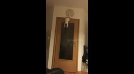 Cat climbs the door