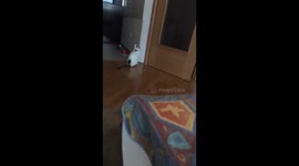 Cat playing with the light