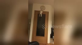Newsflare Edit - Cat climbs the door