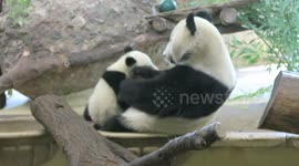 Giant Panda Fu Ban Kisses Mother Yang Yang