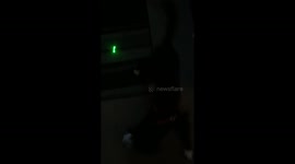 Laser pen vs dog
