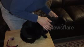 Happy cat purrs during brushing