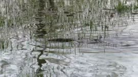 Carp swimming through flooded Belleville  park