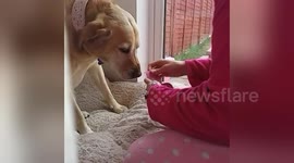 Newsflare Edit - Changing dog bandage