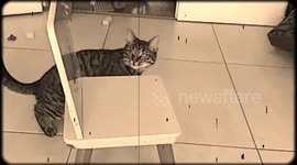 Terrifying Lion Tamer