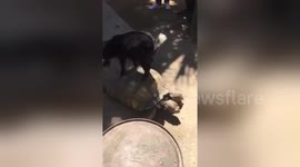 Newsflare Edit - Goat on turtle