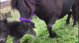 Pony foal 1,5 days old plays around