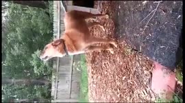 Another video of a dog named Chewbacca thinking he is Chewbacca