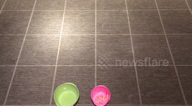 Border collie Steve brushes his teeth