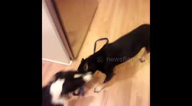 Dog Controls Dog