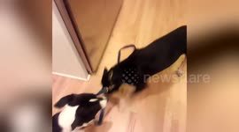 Newsflare Edit - Dog Controls Dog