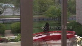 Tame Hummingbird shows up during storm