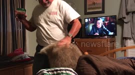 Two large raccoons fight