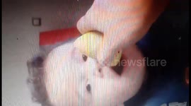 baby's reaction to  lemon