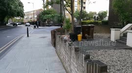 Fox wandering around in London