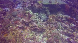 Mating Day Octopuses