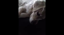 Dog is camera shy
