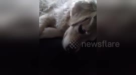 Newsflare Edit - Dog is camera shy