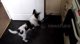 Mischievous dog keeps closing kitchen door on its human owner