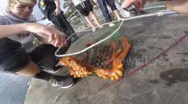 Massive octopus caught by fishermen off Tasmania