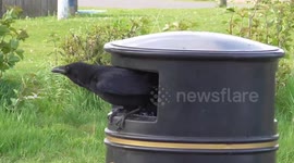 Raven raids a bin for some KFC