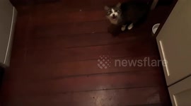 The most annoying cat at dinner time.