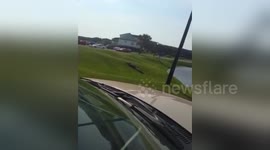 Newsflare Edit - alligator 2 video