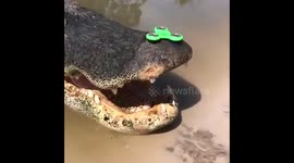 Just a huge alligator and a fidget spinner