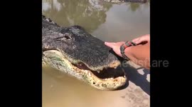 Newsflare Edit - Just a huge alligator and a fidget spinner