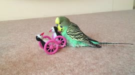 Two timing budgie: budgie shags his two girlfriends, Miss Penguin and her sister