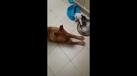 Pit bull plays with stray kitten it rescued from the street