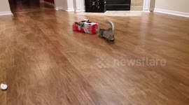 Kitten vs box