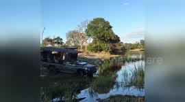 Newsflare Edit - Lion brothers survive - across the river from each other