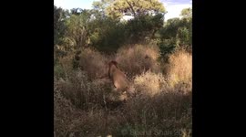 Young lion brother mating after surviving croc attack