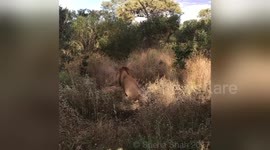 Newsflare Edit - Young lion brother mating after surviving croc attack