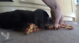 8 week old Dachshund puppy playing with rope toy.