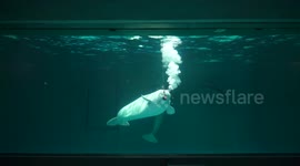 Nack, the Beluga that ''talks.''