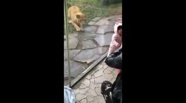 Oregon Zoo Lion Wants to eat my Daughter