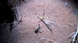 Epic battle: Solifuge x Scorpion