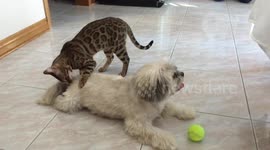 When Sam the Bengal Cat's favourite toy is a dog's fluffy tail