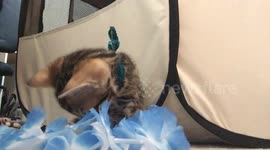 Bengal Kitten plays with a lei