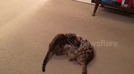 Energetic Bengal kittens wrestle