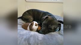 Pit bull cuddles up to pair of guinea pig siblings