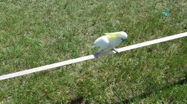 Cockatoo walks on slackline and climbs swing set. bird gets exercise