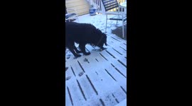 Puppy's Bone is Frozen to the Deck