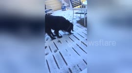 Newsflare Edit - Puppy's Bone is Frozen to the Deck