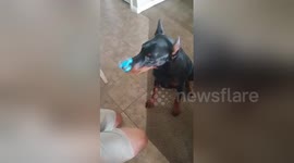 Newsflare Edit - Dog uses fidget spinner