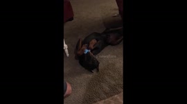 Fidget spinner trick Doberman edition