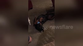 Newsflare Edit - Fidget spinner trick Doberman edition