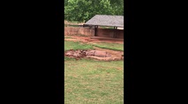 Rhino playing in the mud
